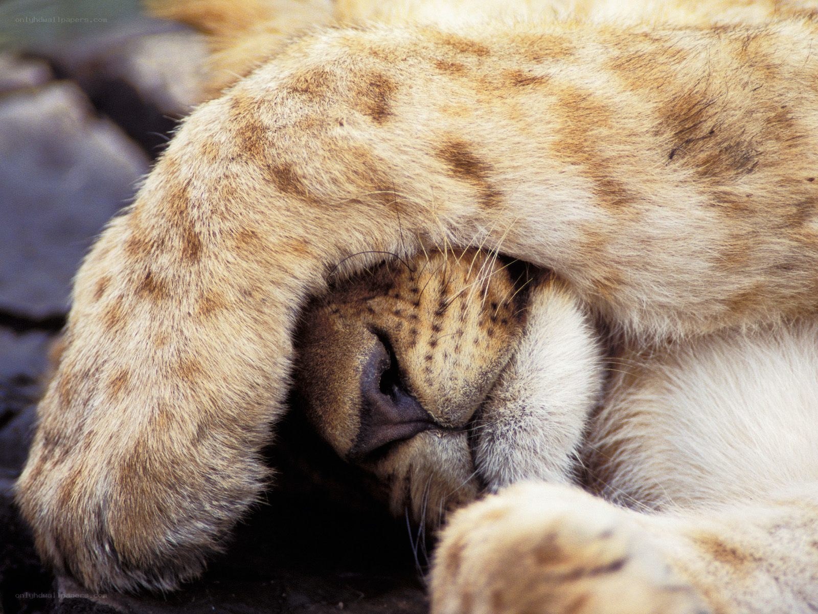 Lion cub sleeping peacefully