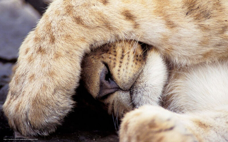 Lion cub sleeping peacefully