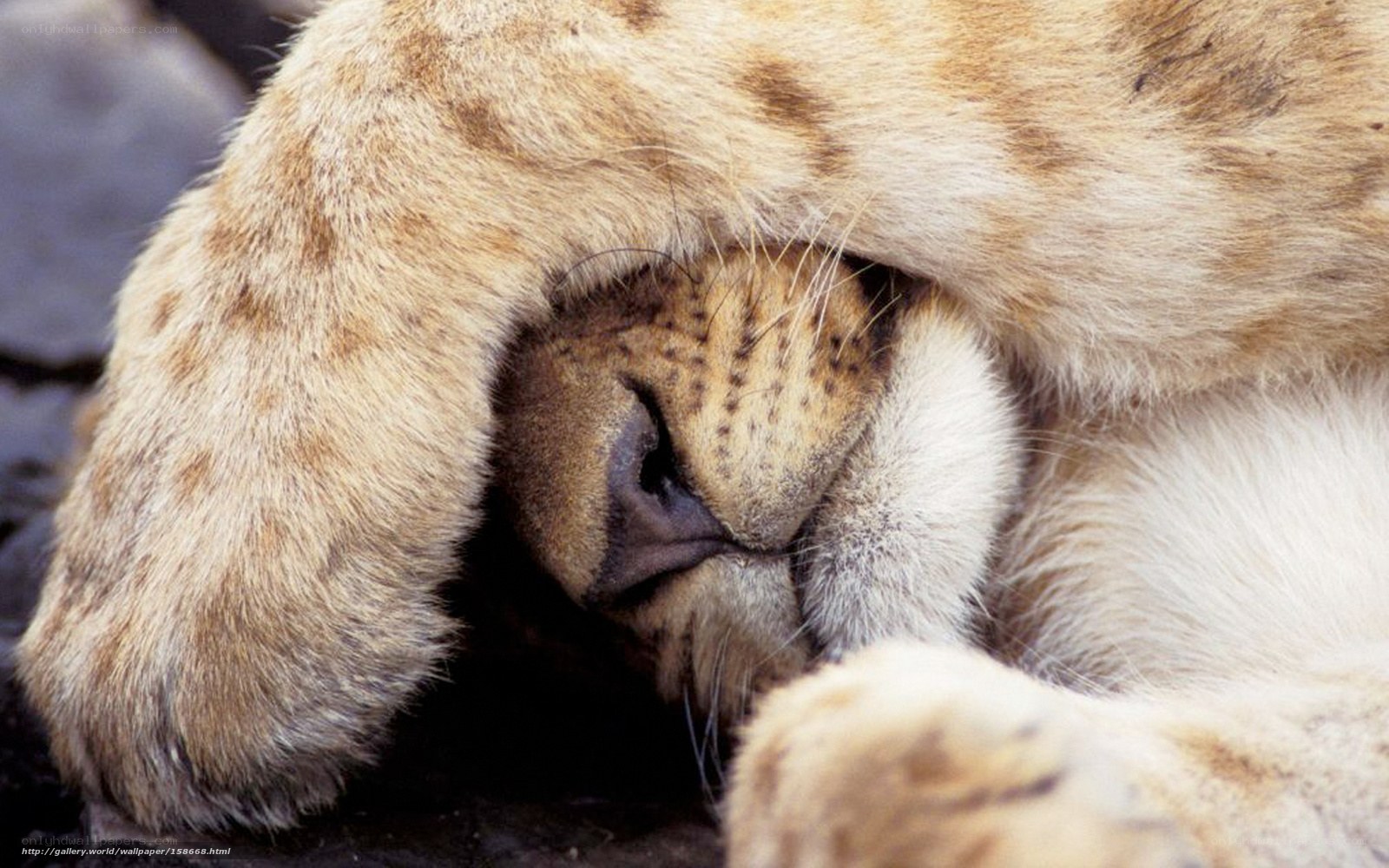Lion cub sleeping peacefully