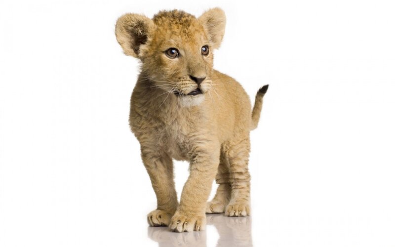 Lion Cub Standing — Brown, Neutral, Photograph