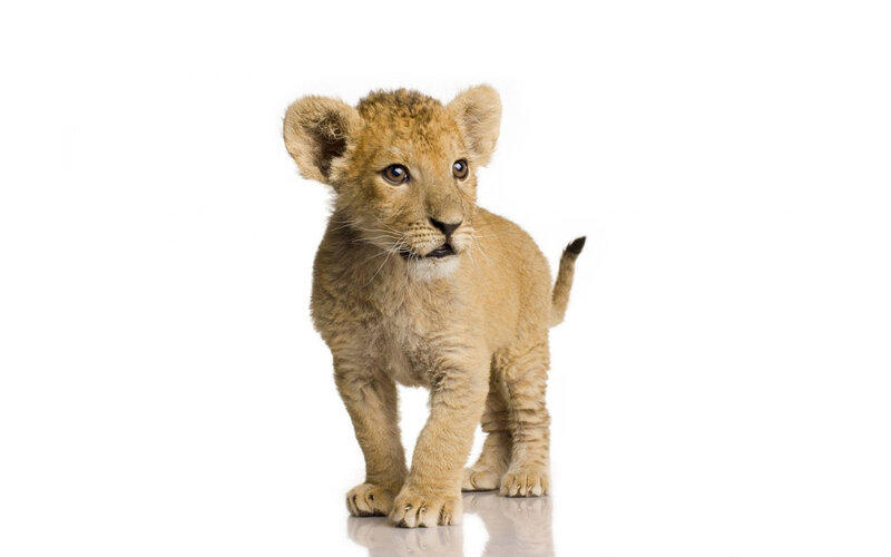 Lion Cub Standing — Brown