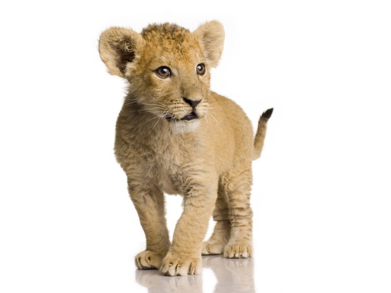Lion Cub Standing