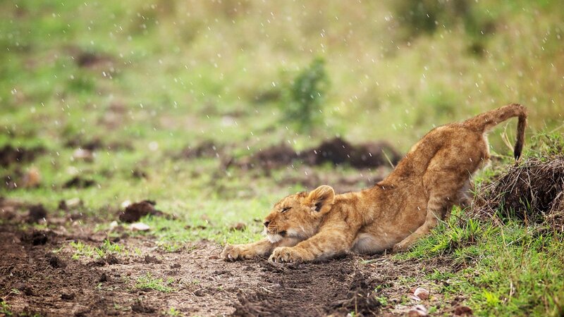 Lion Cub Stretching — Brown, Calm