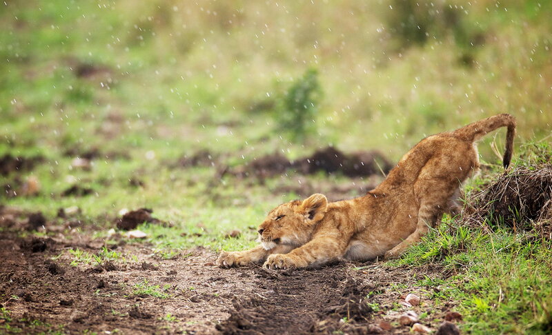 Lion Cub Stretching — Brown