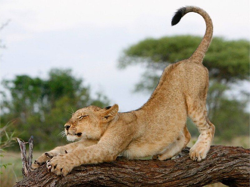 Lion cub stretching on a branch
