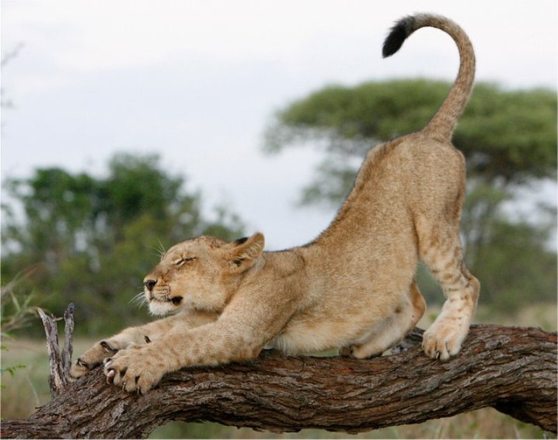 Lion Cub Stretching