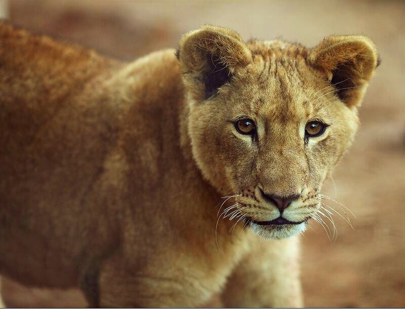 Lion Cub
