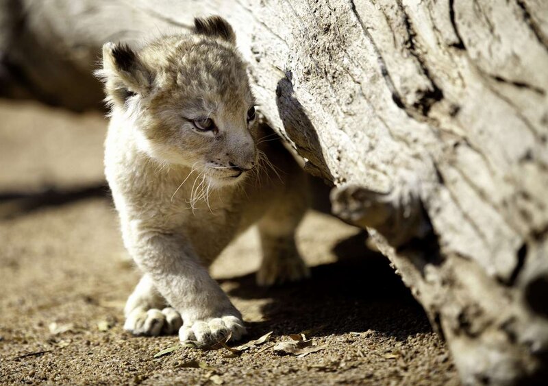 Lion Cub under Log
