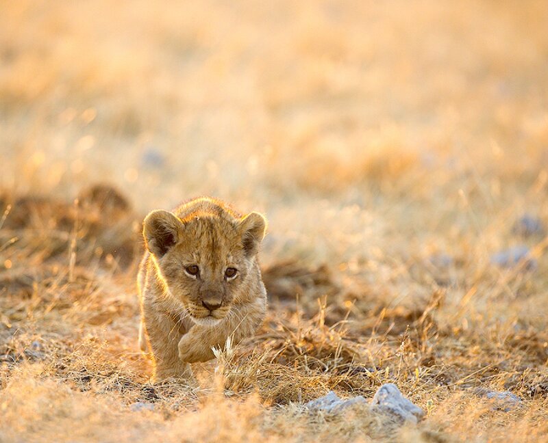 Lion Cub Walking — Brown, Calm, Sunset