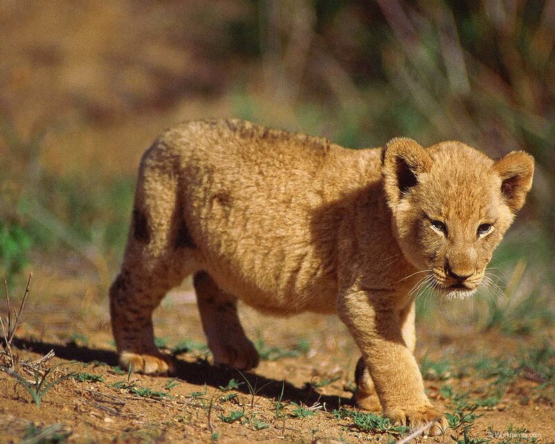 Lion Cub Walking — Brown, Calm