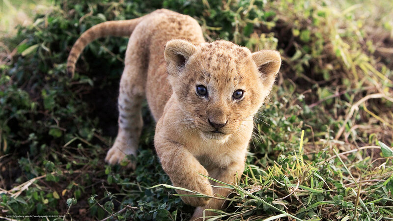 Lion Cub Walking — Brown, Curious, Afternoon, Photograph, Grass, Bushes, Tail