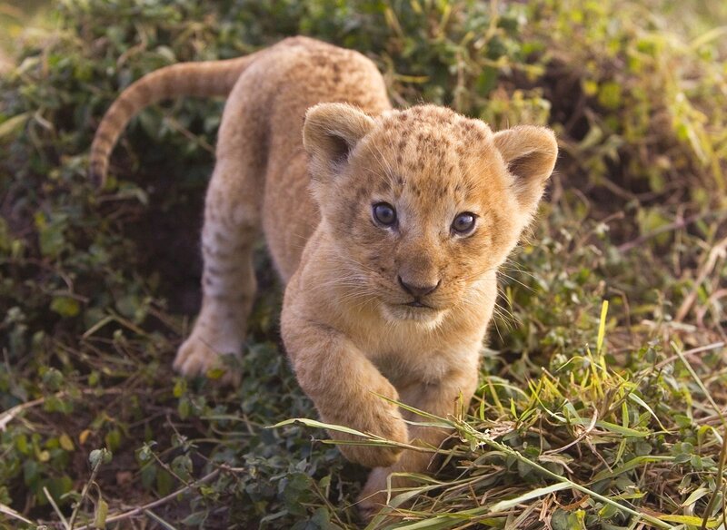 Lion Cub Walking — Brown, Curious, Afternoon, Photograph, Grass, Bushes