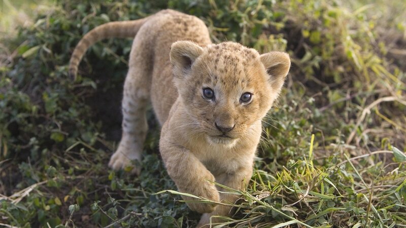 Lion Cub Walking — Brown, Curious, Afternoon, Photograph, Grass, Plants, Tail, Green