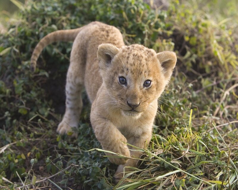 Lion Cub Walking — Brown, Curious, Afternoon, Photograph, Grass