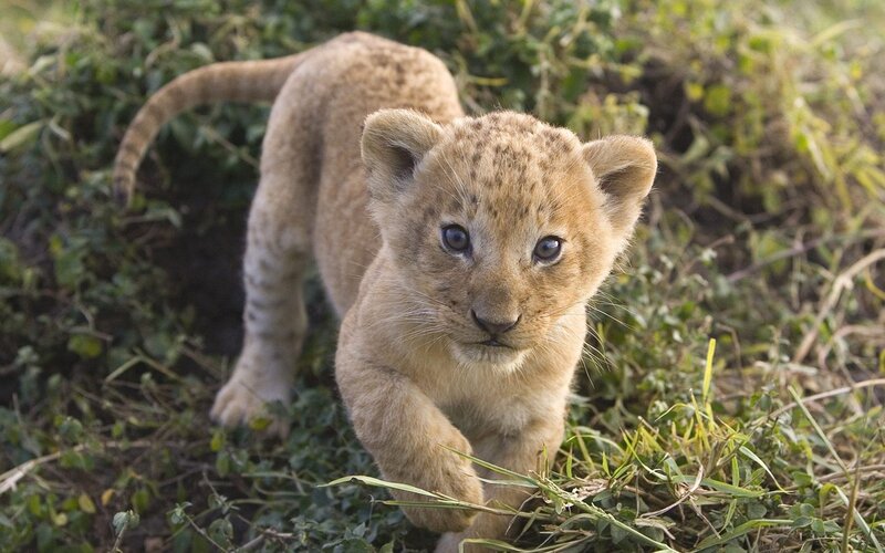 Lion Cub Walking — Brown, Curious, Afternoon, Photograph