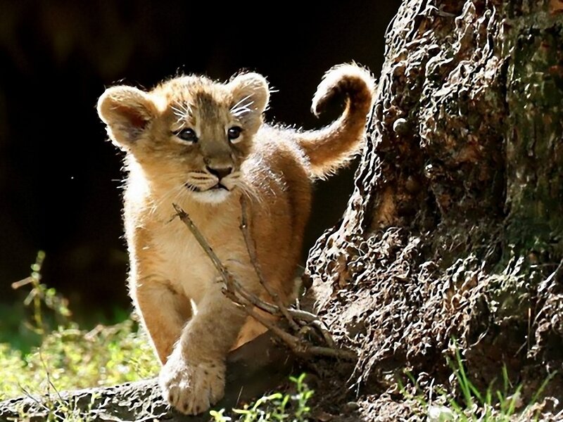 Lion Cub Walking — Brown, Curious, Afternoon