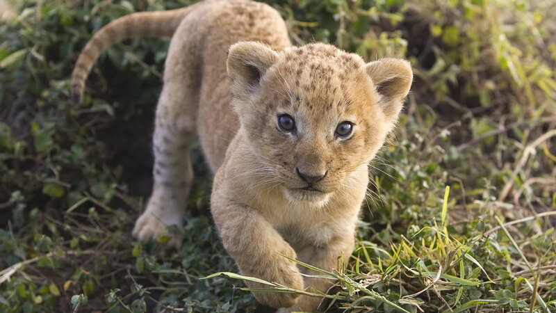 Lion Cub Walking — Brown, Curious