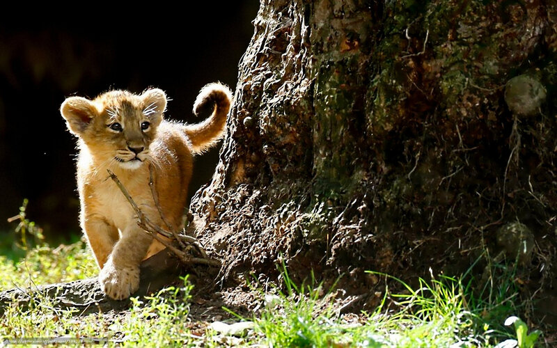 Lion Cub Walking — Brown, Dramatic