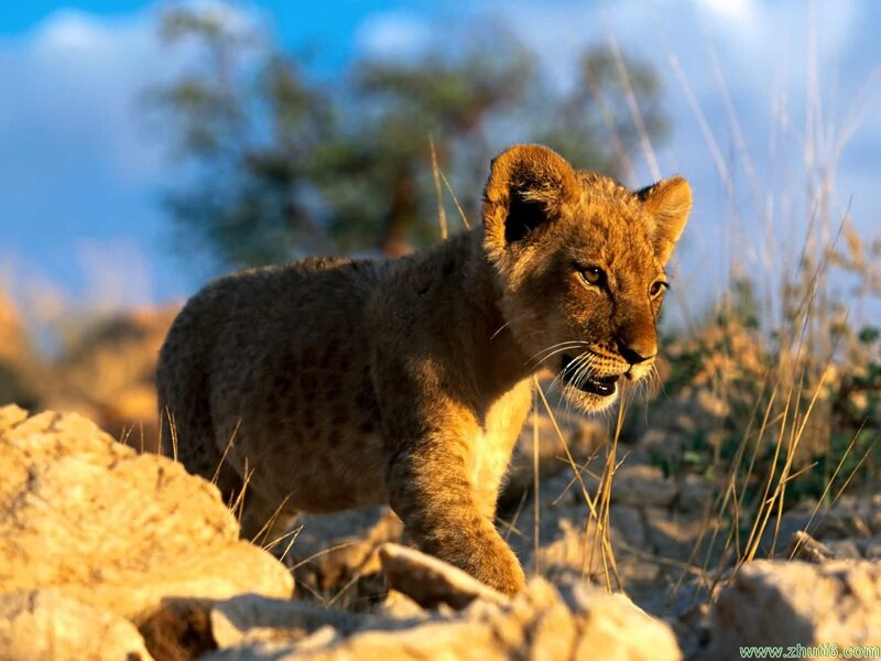 Lion Cub Walking — Brown, Natural, Sunset