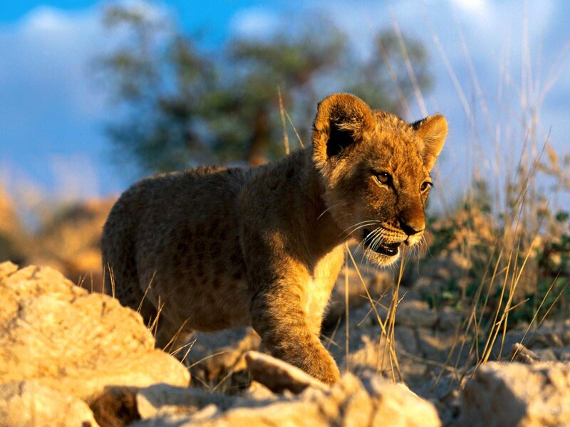 Lion Cub Walking — Brown, Natural