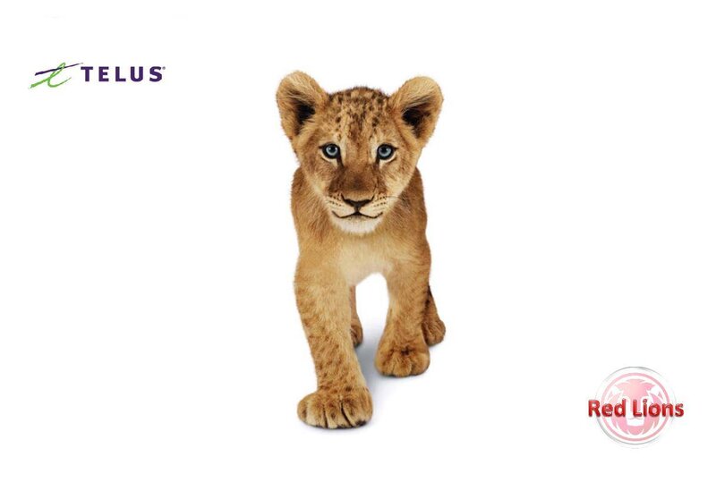 Lion Cub Walking — Brown, Neutral
