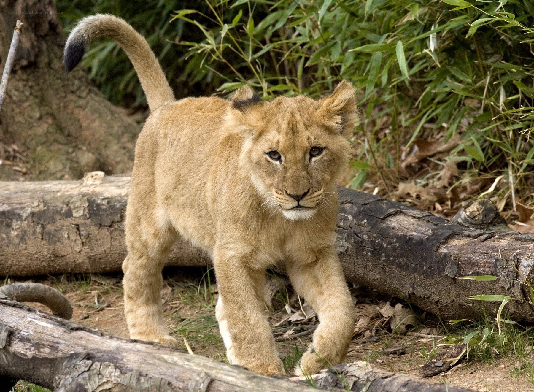 lion cub walking in forest