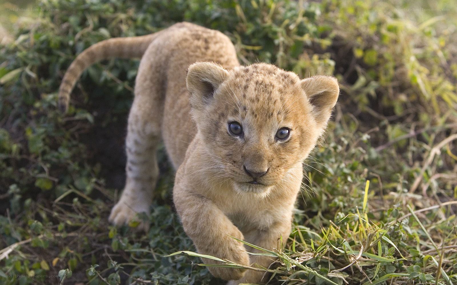lion cub walking in grass