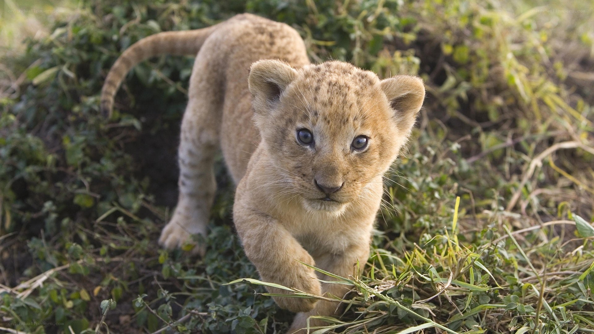 lion cub walking in grass