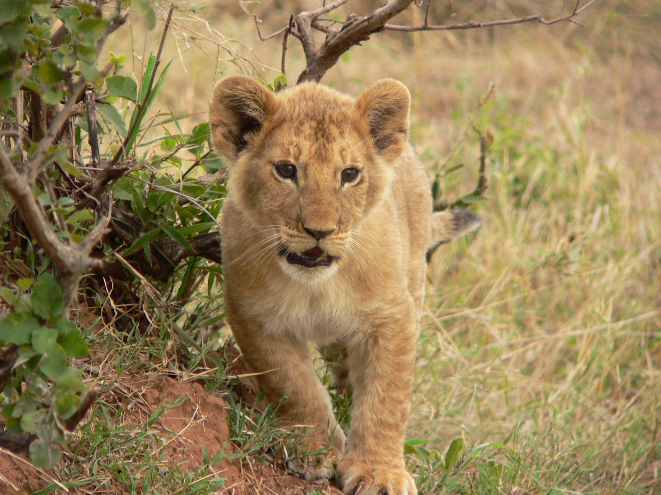 lion cub walking in grass