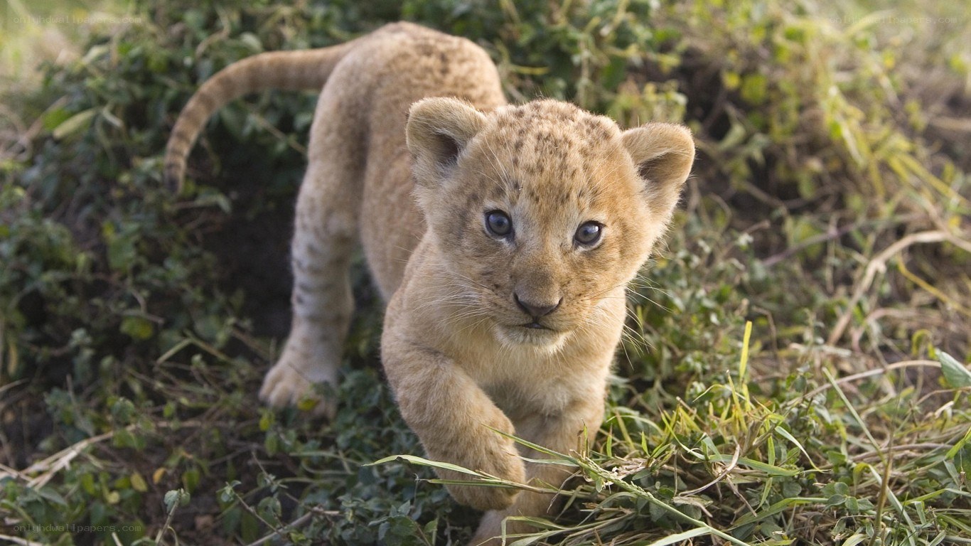 lion cub walking in grass