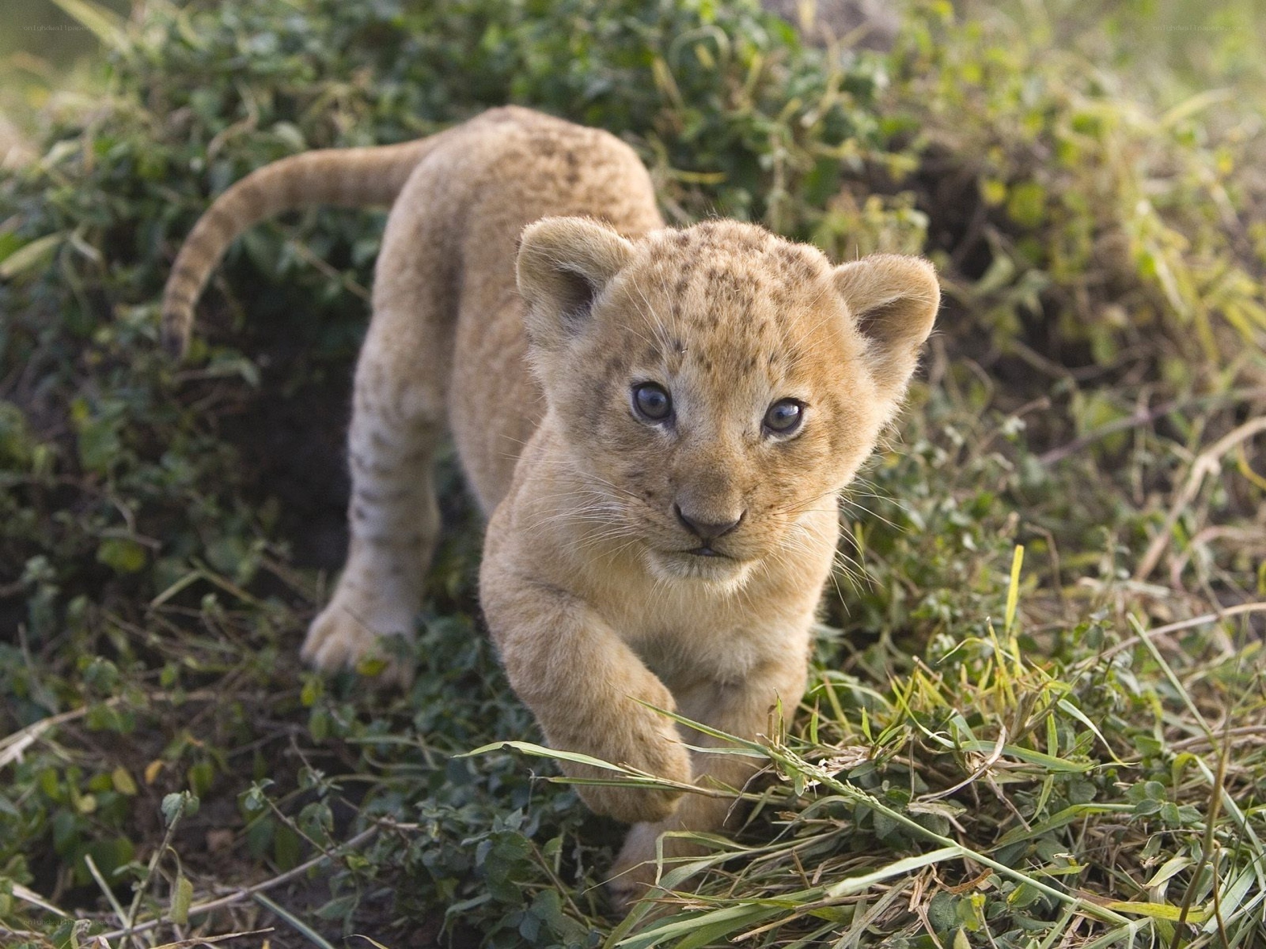 lion cub walking in grass