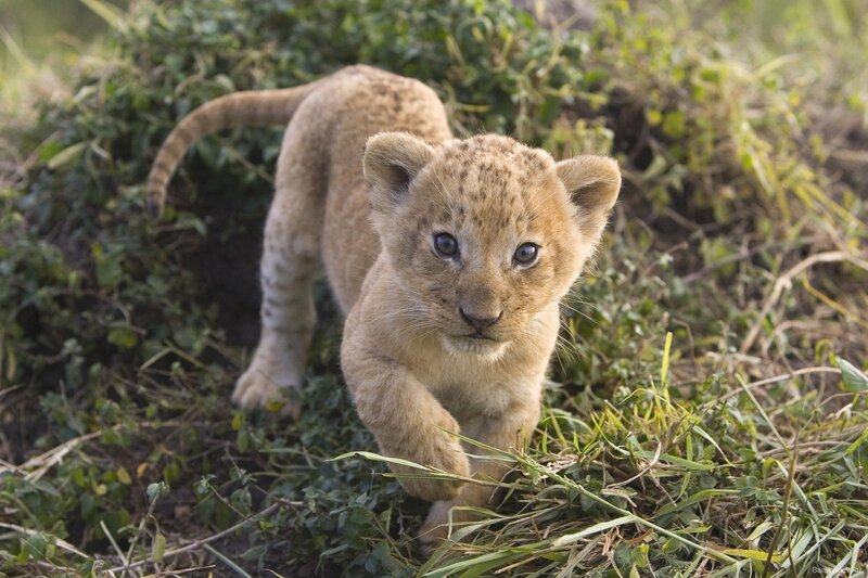lion cub walking in grass