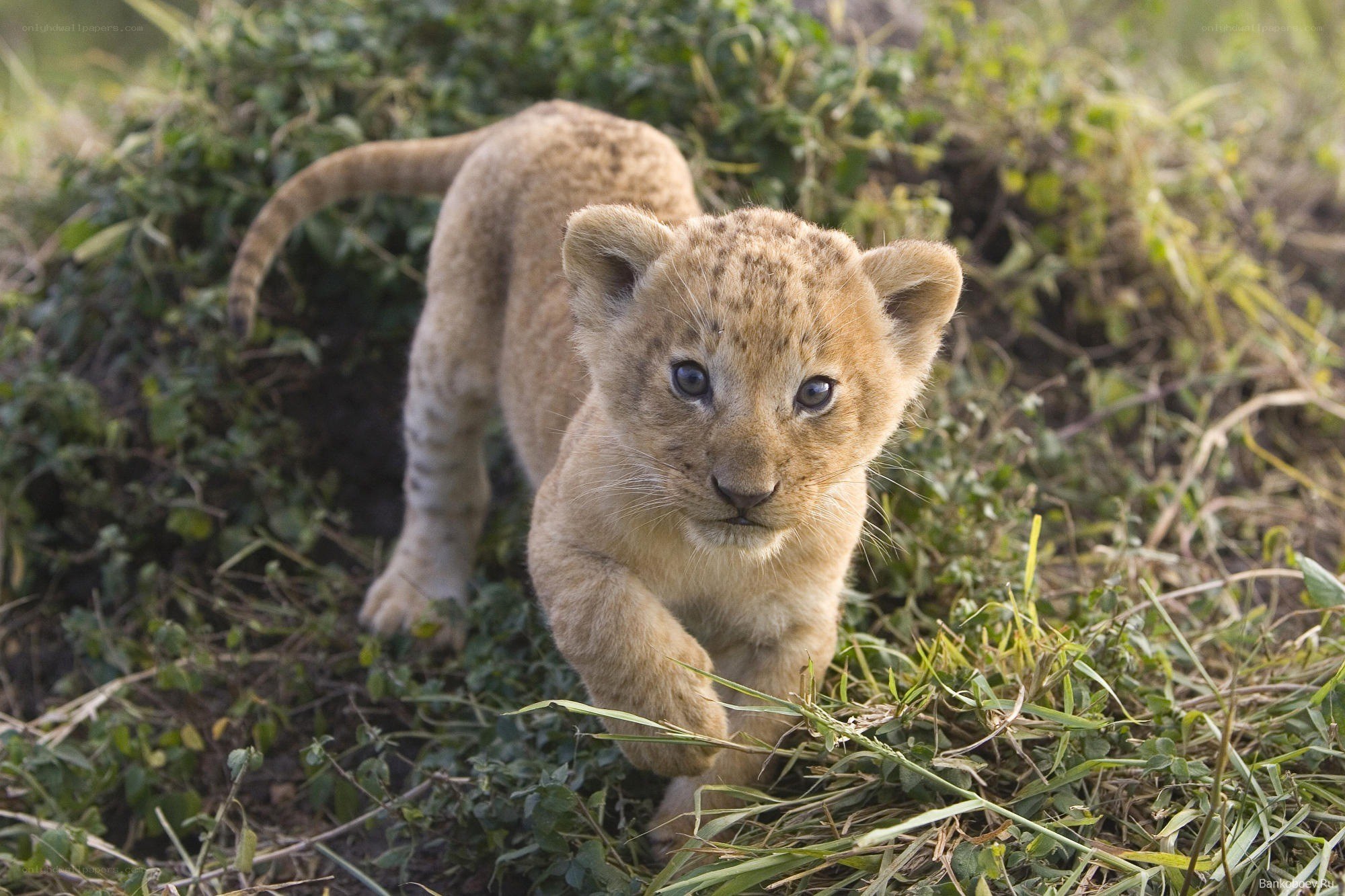 lion cub walking in grass