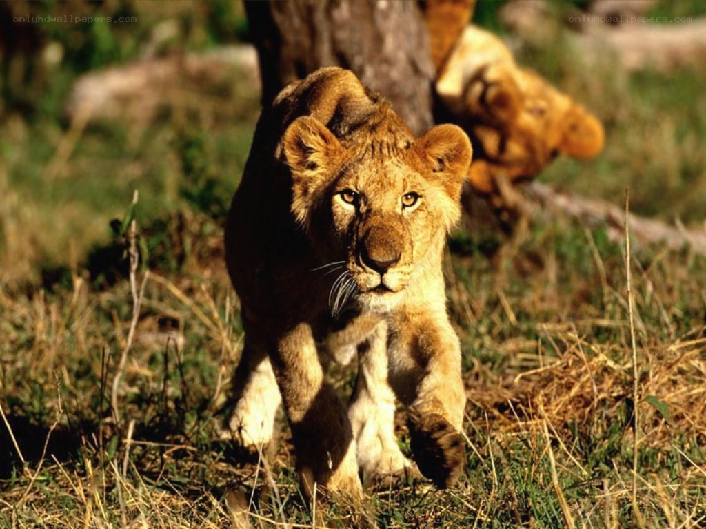 Lion cub walking in grass