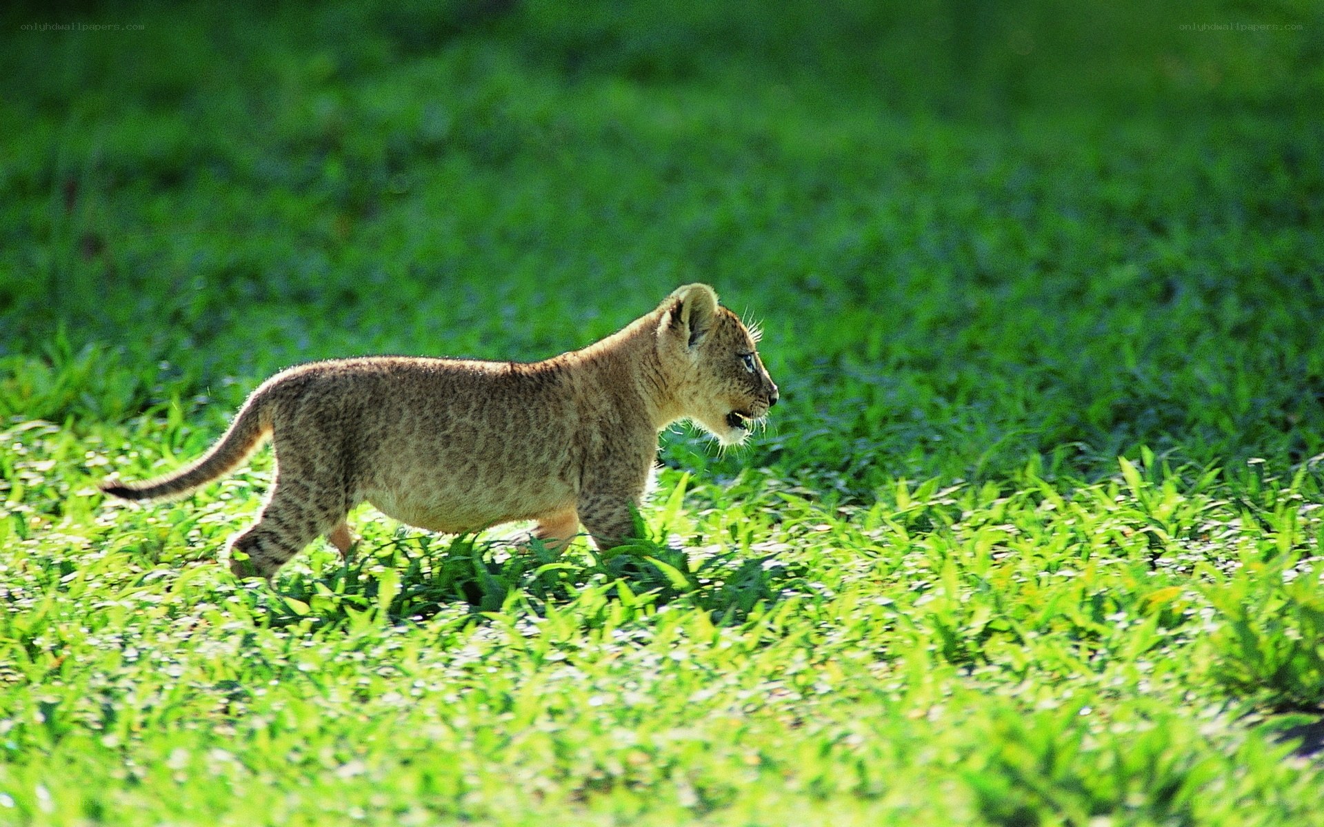 lion cub walking in grass