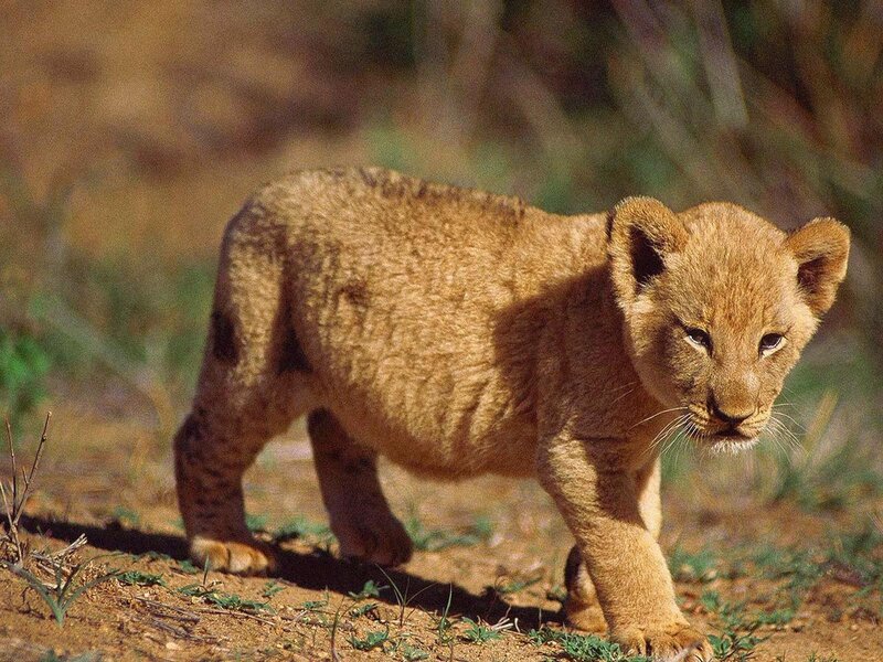 lion cub walking in savanna