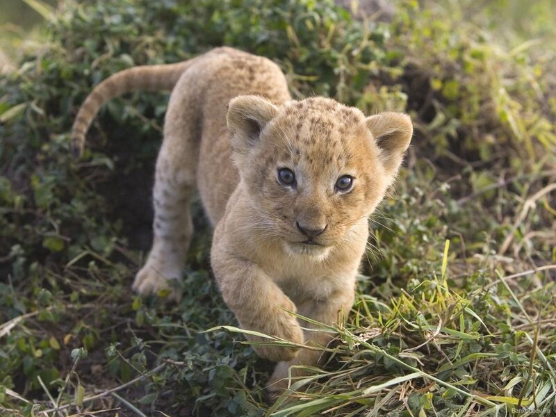 Lion Cub Walking