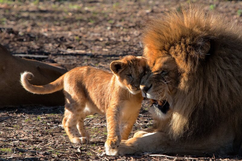 Lion cub with adult lion