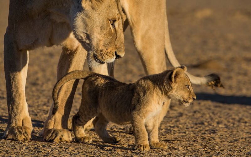 Lion cub with adult lion