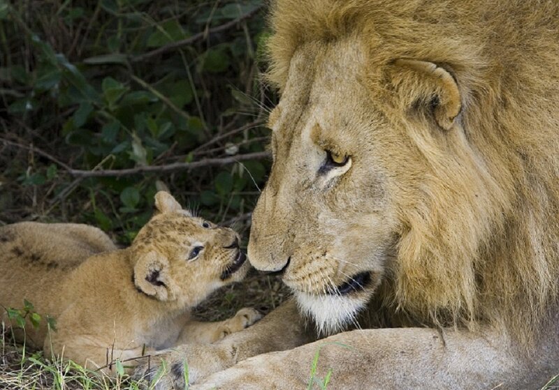 Lion cub with adult lion