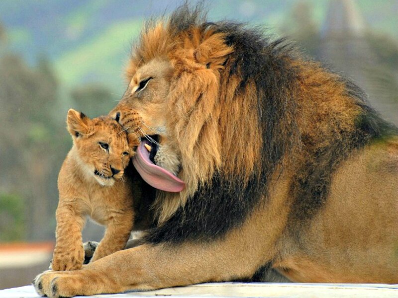 Lion Cub with Adult Lion — Brown, Affectionate