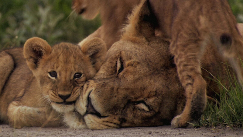 Lion Cub with Adult Lion — Brown, Calm, Afternoon