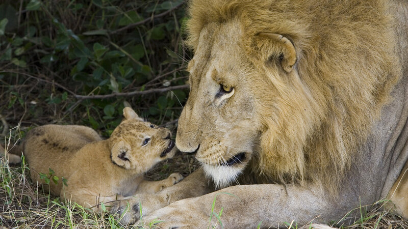 Lion Cub with Adult Lion — Brown