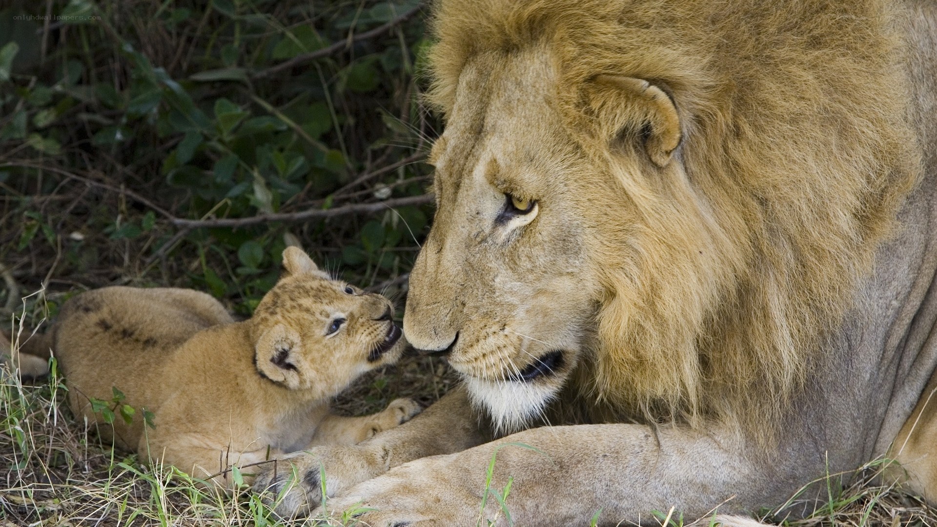 Lion cub with adult lion