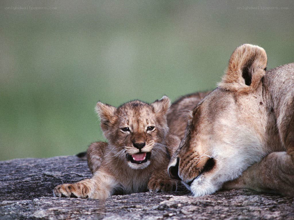 Lion cub with mother