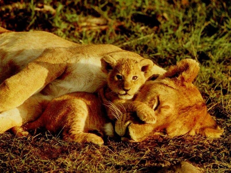 Lion Cub with Mother — Brown, Calm, Afternoon, Photograph, Grass