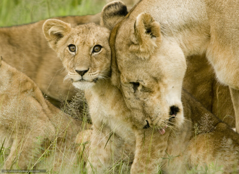 Lion Cub with Mother — Brown, Calm, Afternoon