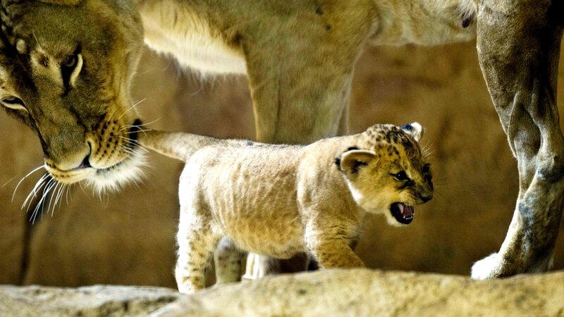 Lion Cub with Mother — Brown, Natural