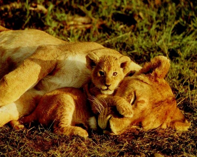 Lion Cub with Mother — Brown