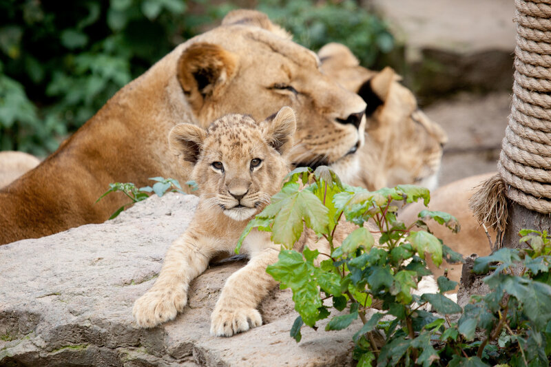 Lion cub with mother